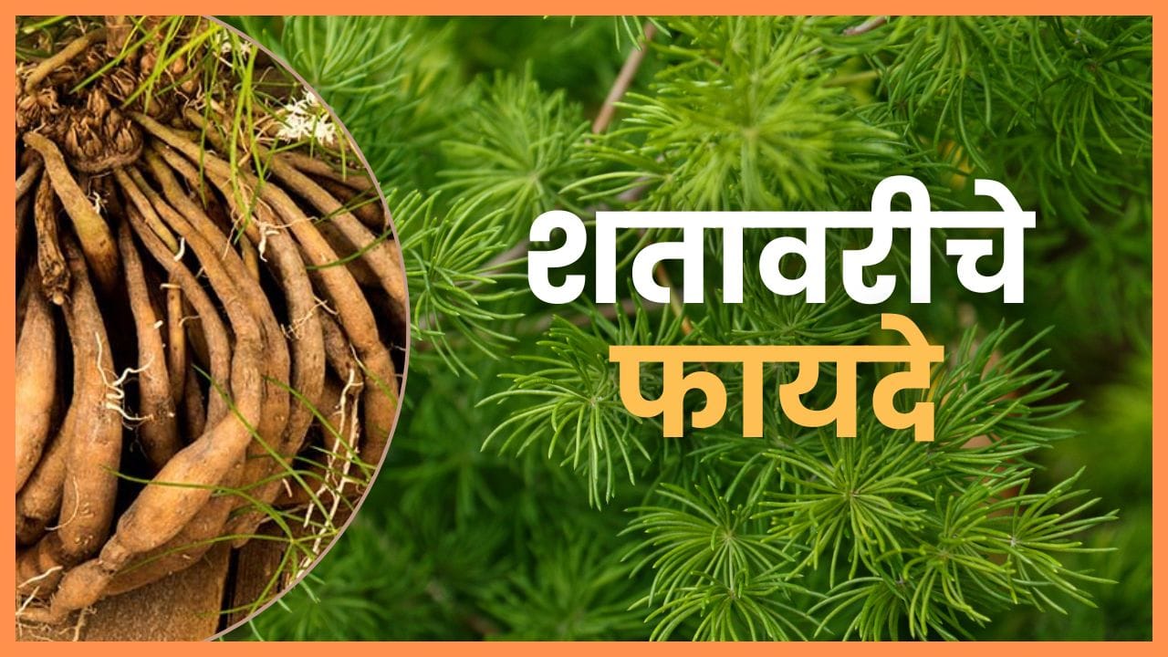 shatavari powder benefits in marathi